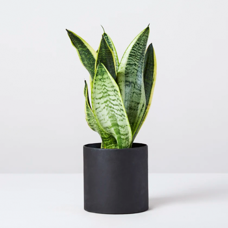 Aloevera 50cm | ألوفيرا
