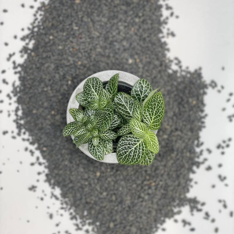 Fittonia | فيتونيا