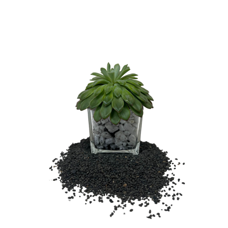 Echeveria | ايكافيريا