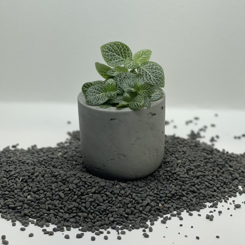 Fittonia | فيتونيا