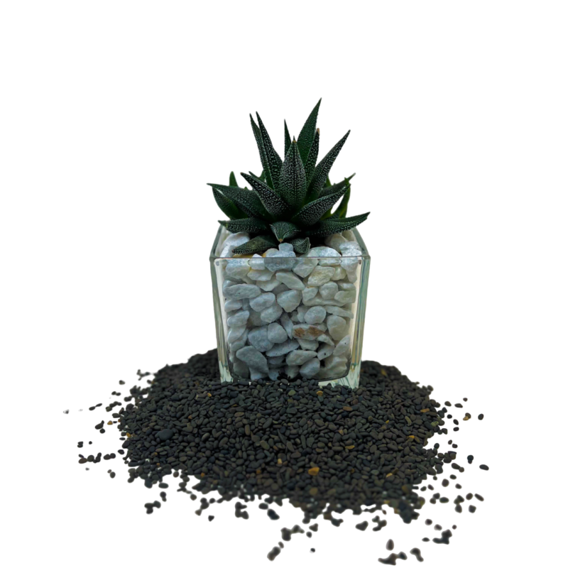 Haworthia | صبارة الهاورثيا