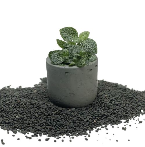Fittonia | فيتونيا