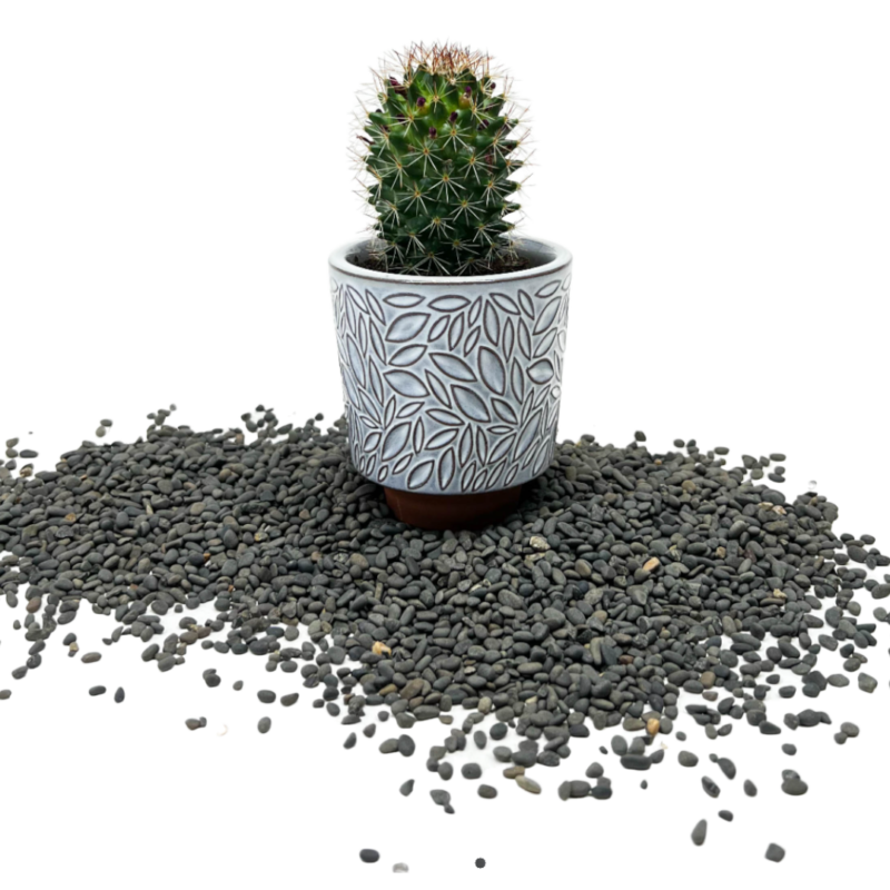 Cactus 7cm | صبار كاكتس