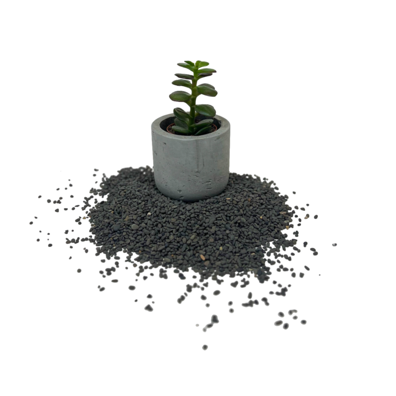 Crassula | كراسولا
