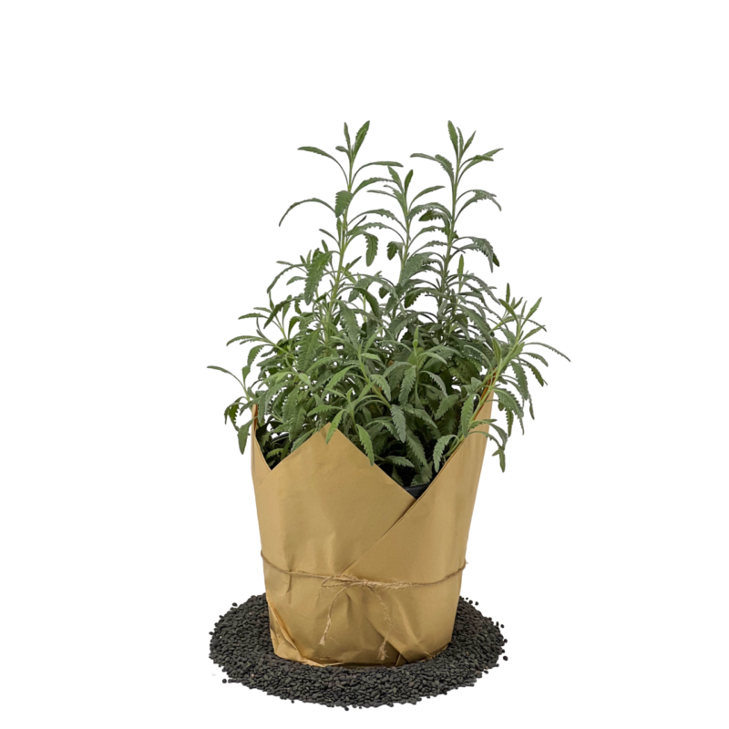 Lavender | لافندر