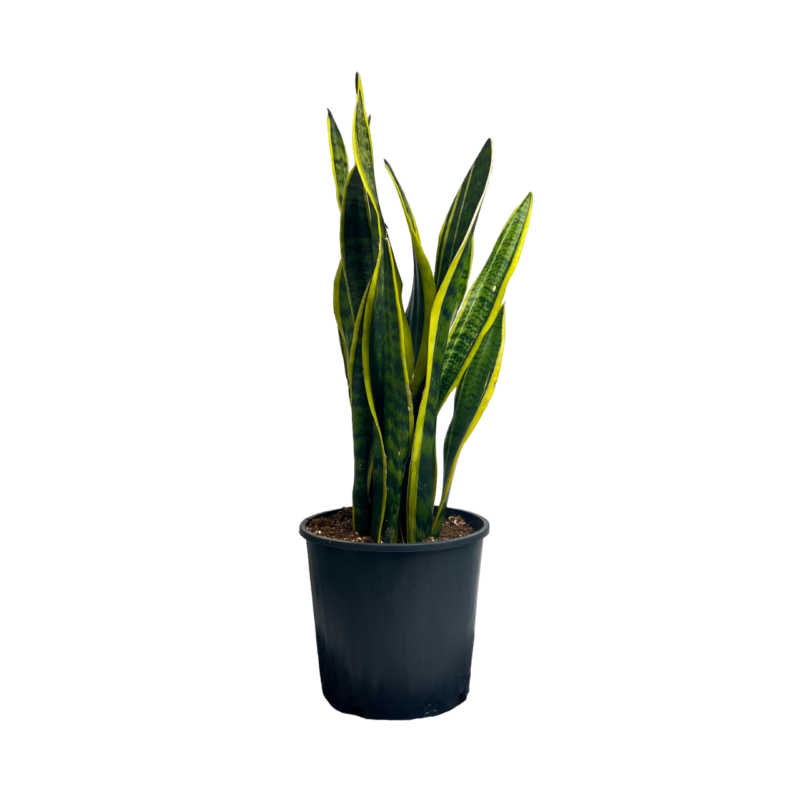 Sansevieria 40cm | سنسفاريا