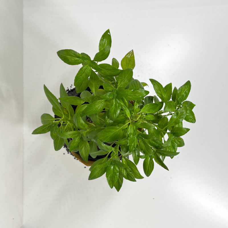 Basil | ريحان