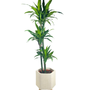 Fiber Clay Pot