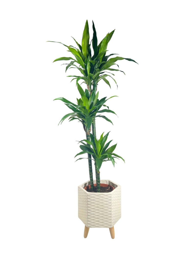 Fiber Clay Pot