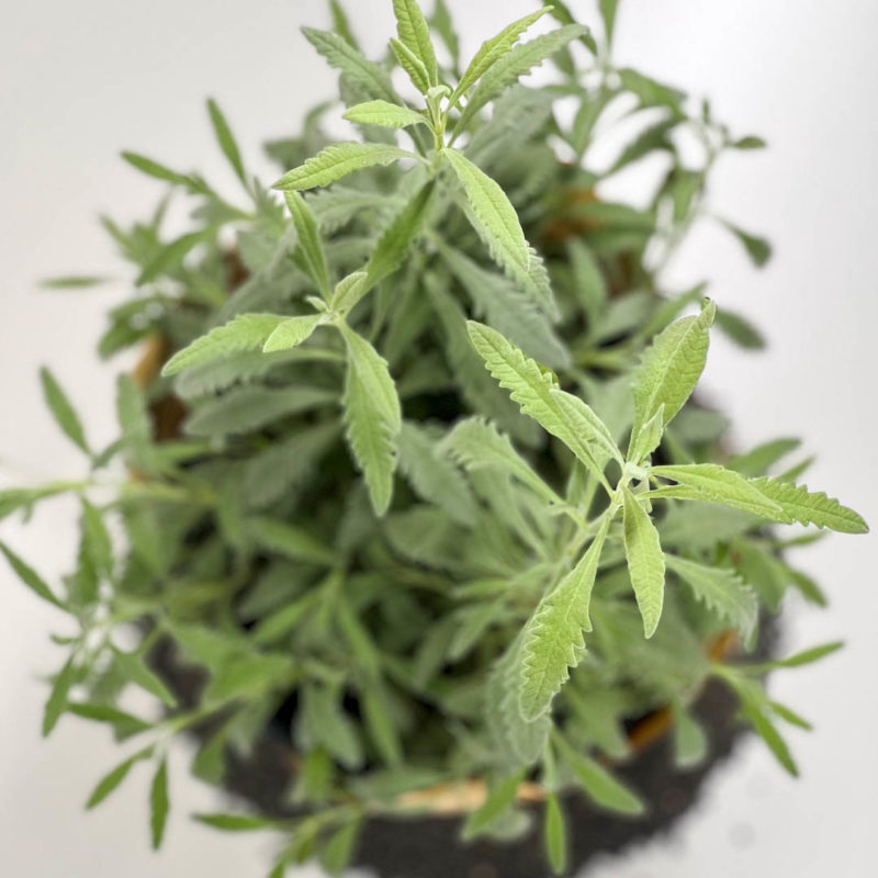 Lavender | لافندر
