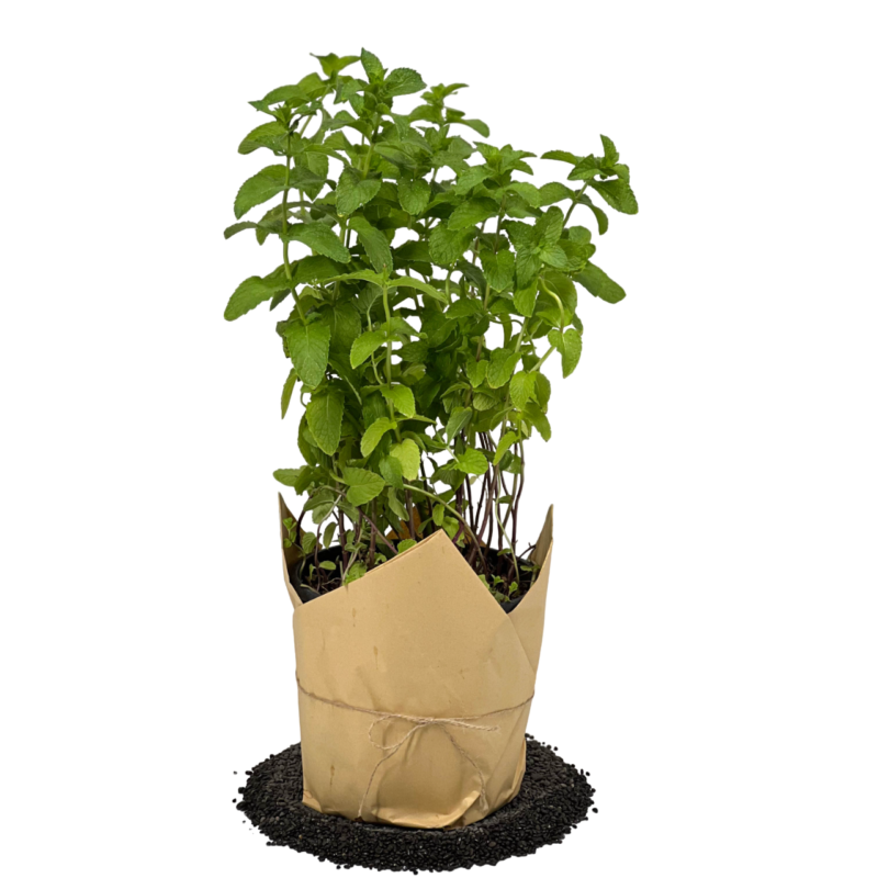 Mint | نعناع