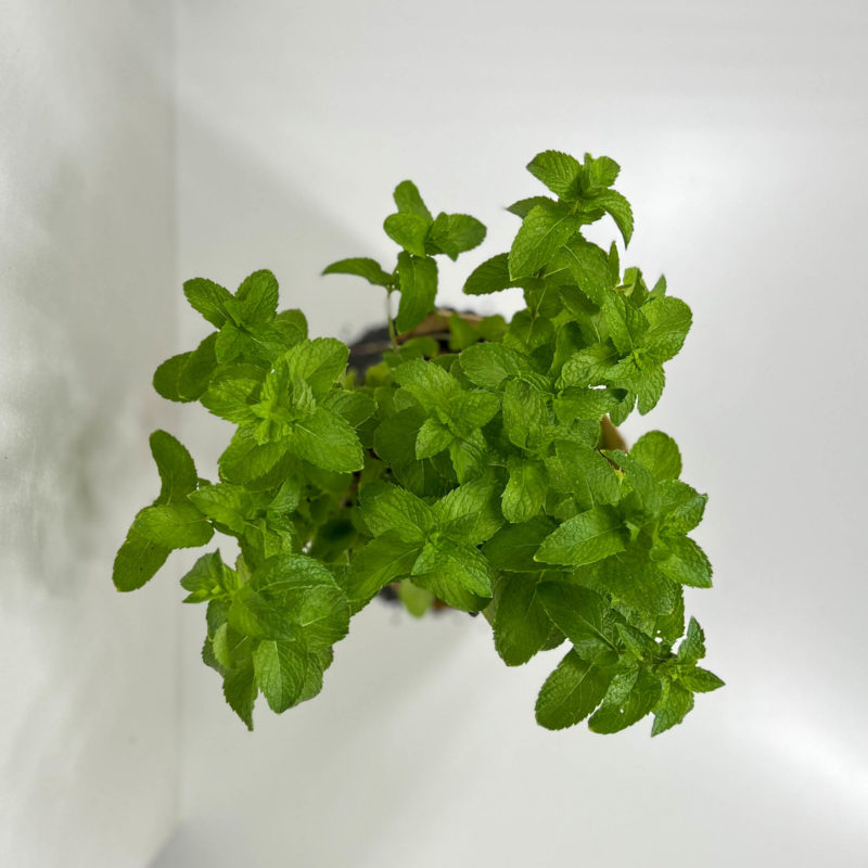 Mint | نعناع
