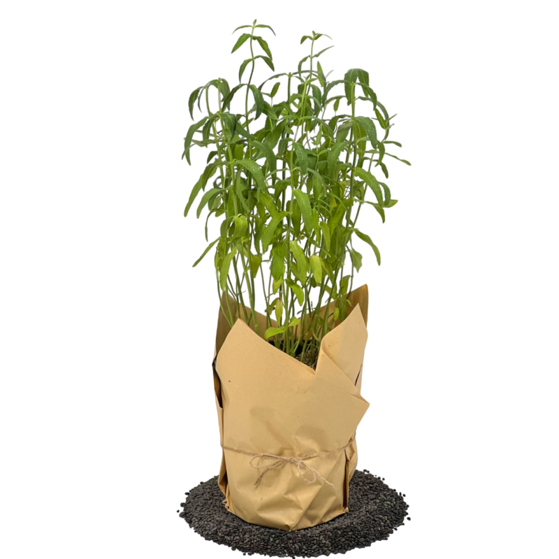 Ocimum Basilicum | حبق
