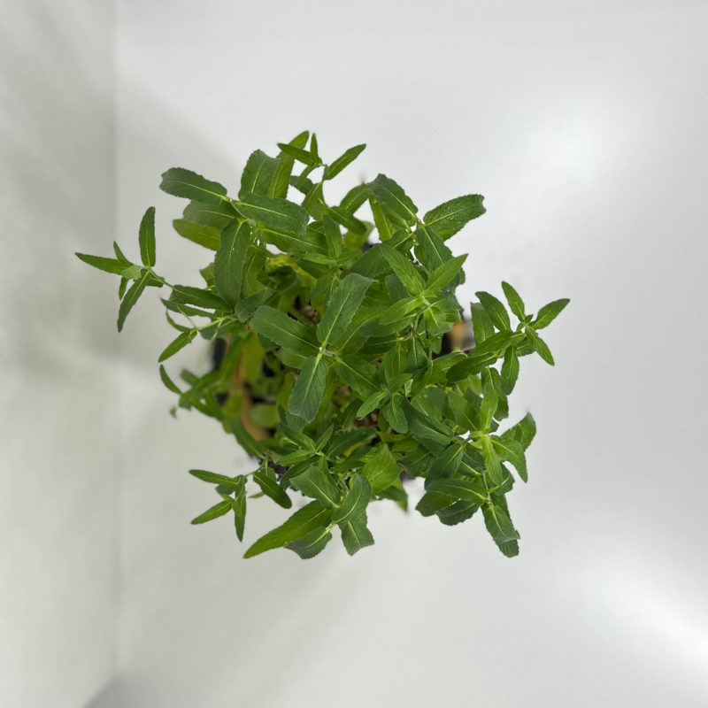 Ocimum Basilicum | حبق