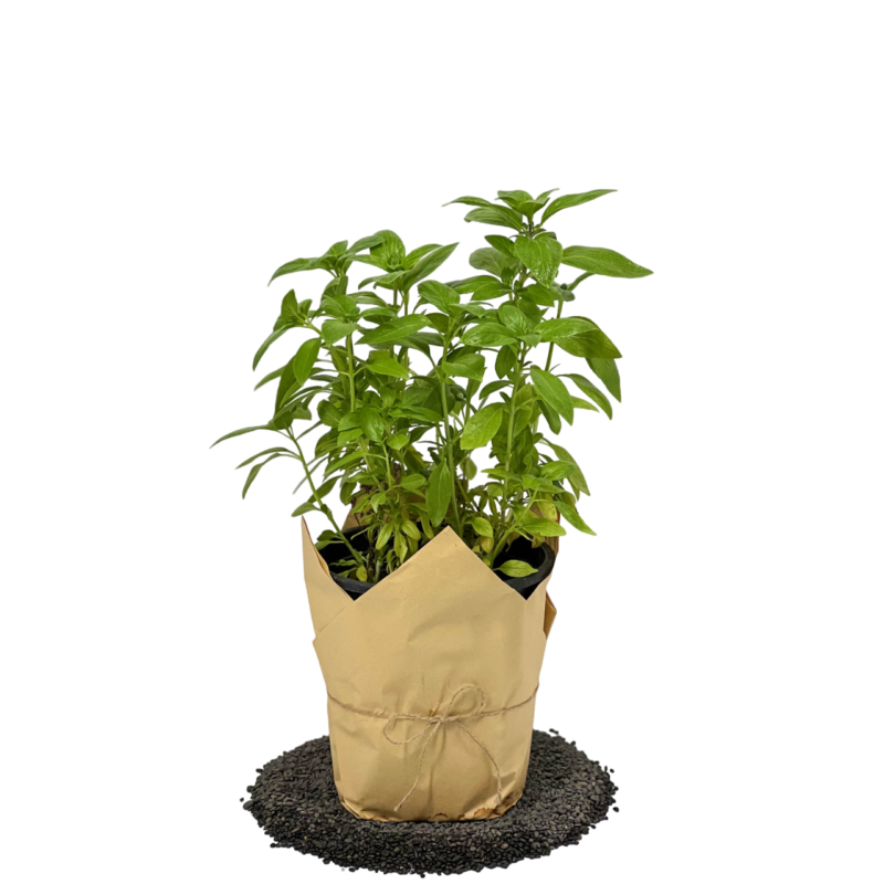 Ocimum Sanctum | مشموم