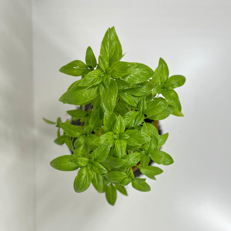 Ocimum Sanctum | مشموم