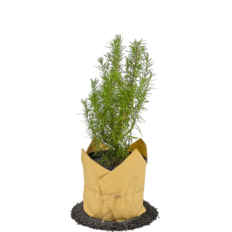 Rosemary | روزماري