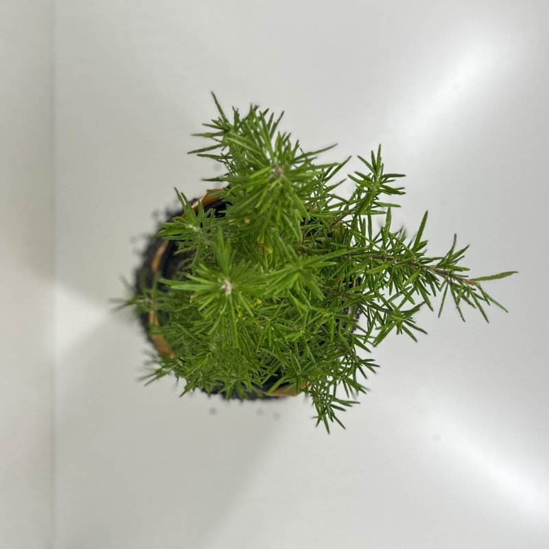 Rosemary | روزماري