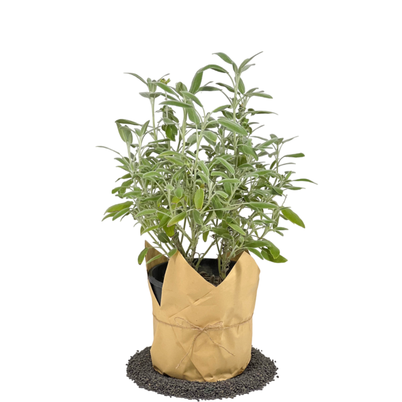 Sage | ميرامية
