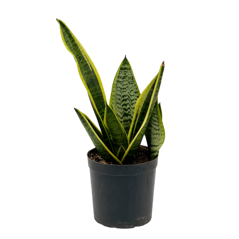 Sansevieria | سنسفاريا