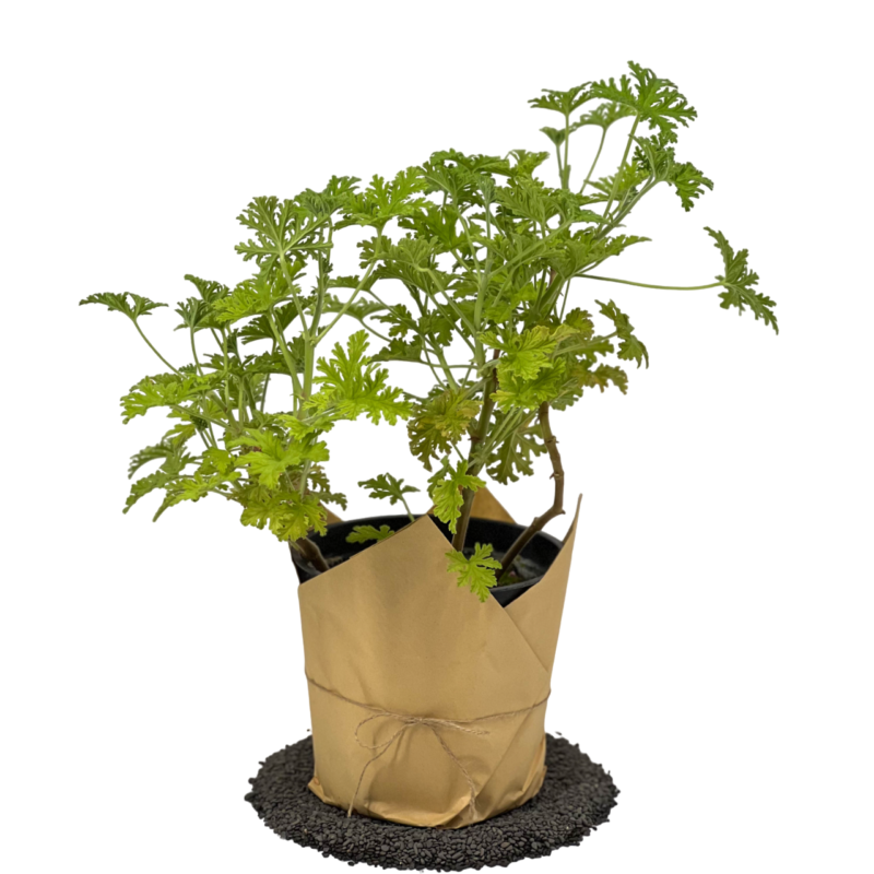 Sweet Scented Geraniums | عطره