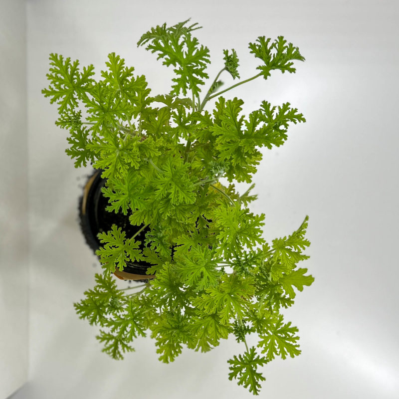 Sweet Scented Geraniums | عطره