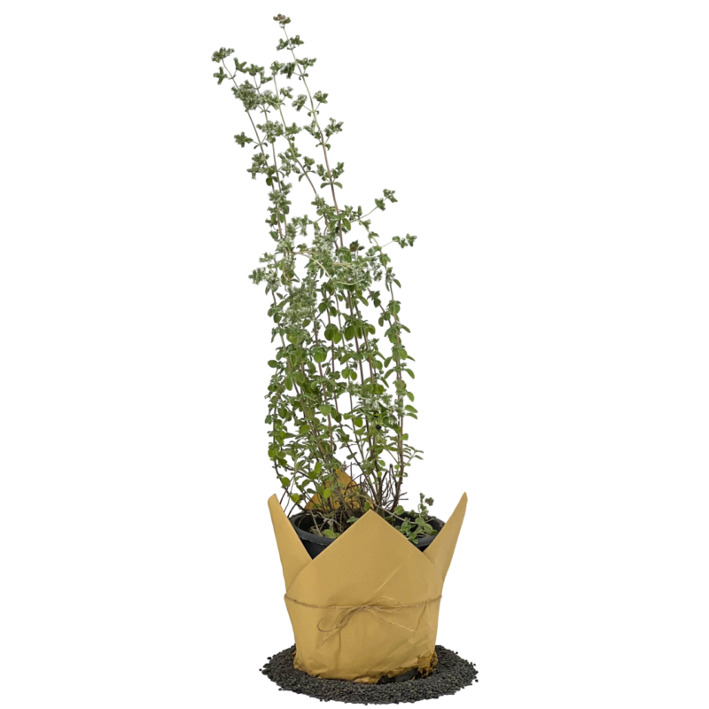 Thyme | زعتر بري