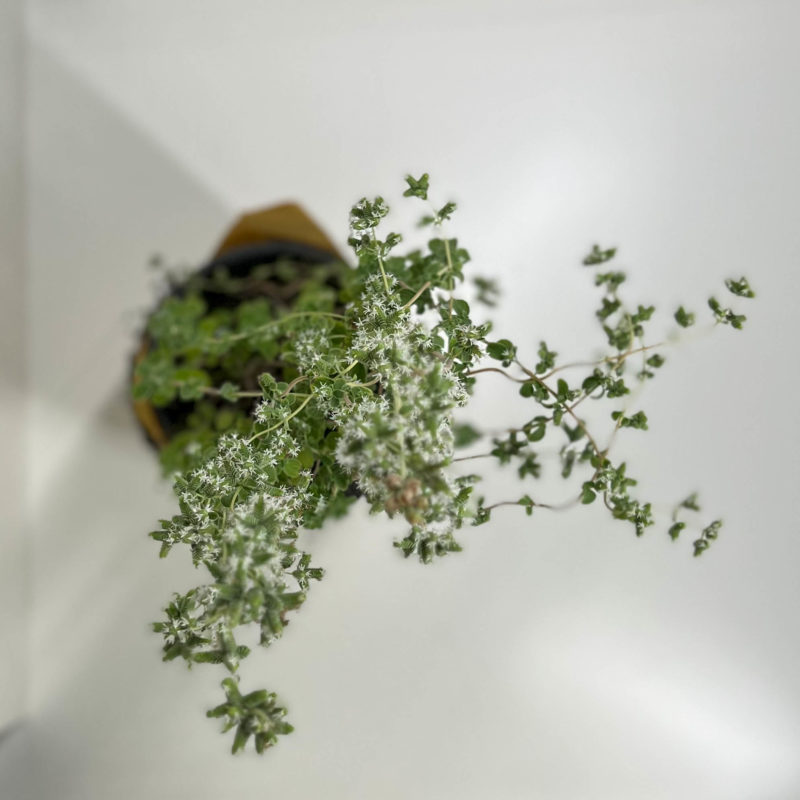 Thyme | زعتر بري